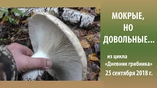 Мокрые, но довольные.....Дневник грибника 25 сентября 2018 года.