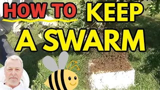 Beekeeping | When You Catch A Honey Bee Swarm But It Keeps Leaving