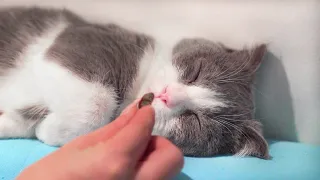 Waking Sleeping Kitten Up With Snacks