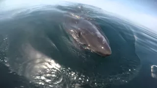 Huge Great White Shark circles the boat and feeds on a Whale