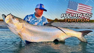 Gábor Döme – Big Game Fish of American Wild Waters - Atlantic Tarpon