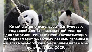 Китайские панды прибыли спецрейсом в Москву