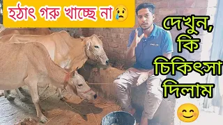 গরু হঠাৎ খায় না,অরুচি,ক্ষুধা মন্দা? জানুন কি চিকিৎসা দিতে হবে।