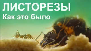 Листорезы! Atta cephalotes