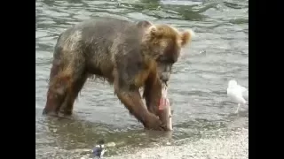 crazy grizzly bear eating a salmon - amazing close up. 'ישאד