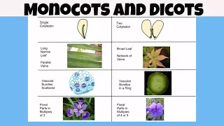 Difference between monocot vs dicot plants