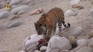 Wildlife of Russian Far East. Ussuri taiga. National Geographic Documentary.