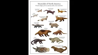 Weasels to Wolverines: Meet the Mustelids