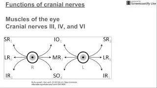 Functions of Cranial Nerves (and eye movements)