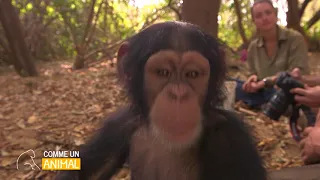 COMME UN ANIMAL avec Elie Semoun  le 3/12 à 19h sur Gulli ! - Jouer avec les bébés chimpanzés !