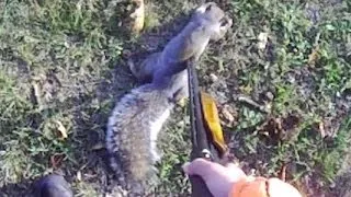 Small Game Hunting #3: 1 Gray Squirrel by 20 Ga. Shotgun