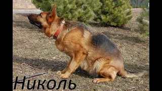 Dog reunited with owner after two months of separation. German Shepherd reaction.