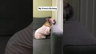 Which French Bulldog Is Your Spirit Animal? 😂