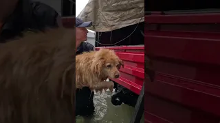 Pets and people rescued in Hurricane Ian storm surge in South Carolina