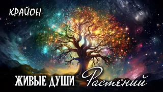 Крайон. Энергия Растений. Живые Души Деревьев и Цветов. Природа - Живое Существо!