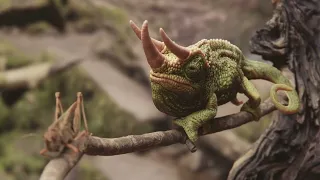 Blender Chameleon animation