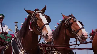World Famous Budweiser Clydesdales Visit Discovery Park of America on April 29, 2018