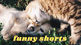 Cute Puppies Daily Dose    #shorts