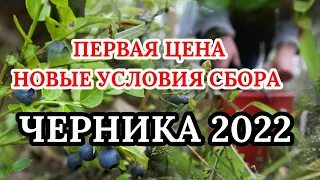 Сбор Черники 2022 в Беларуси. Первая Цена на Чернику и Новые условия прийомки черники