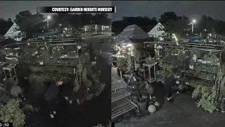 Green-thumbed thief landscapes home with plants stolen from Richmond Heights business