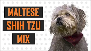 Maltese Shih Tzu Mix - Complete Guide On The Cute Dog