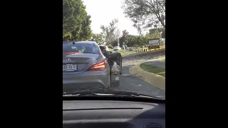 Rico desalmado abandona perrito y le llega el karma 👏🏻😳😱