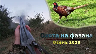 Охота на фазана  2020. Отличные трофеи!!!