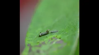 Monarch Caterpillar - 1st Instar Molting