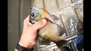 Really Big Bluegills on a Fly Rod