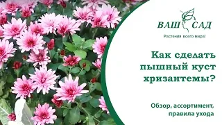 Как сделать пышный куст хризантемы своими руками? Ваш сад