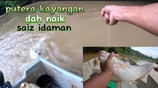 Putera kayangan saiz idaman dah naik adakah musim kayangan dah tiba❓