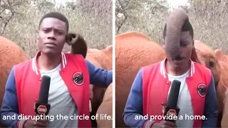 This Kenyan Journalist Was Reporting On A Story When He Was Interrupted By A Baby Elephant