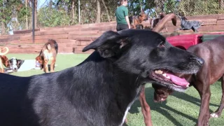 Doggie Day Care at Wag.