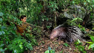 Survival skills, Detecting footprints and hunting skills, Hedgehogs, Hedgehog ambush instincts