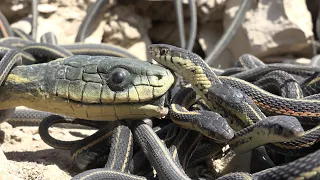 Robotic Spy Snake Takes Part in Snake Orgy!!!