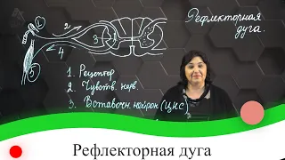 Рефлекторная дуга. 7 класс.