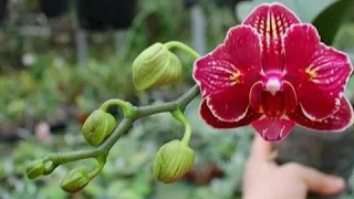 Diferenças entre doritaenopsis e phalaenopsis