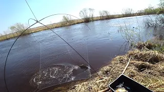 Донки трещат.. Кукушка не подвела. Паук поймал сазана.