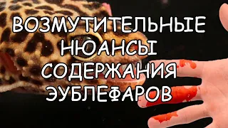 ВОЗМУТИТЕЛЬНЫЕ НЮАНСЫ СОДЕРЖАНИЯ ЭУБЛЕФАРОВ