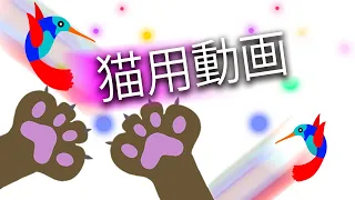 猫向けゲーム 【 猫用動画 】 。 3時間 。さまざまな色のレーザードットとハチドリ  。 美しい鳥を捕まえましょう