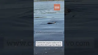 Cientos de Carpas nadan en la superficie del Lago San Roque