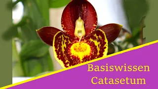 Basiswissen: Catasetum Orchideen