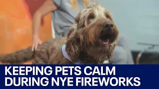 Tips to keep your pets calm during New Year's fireworks | FOX 7 Austin