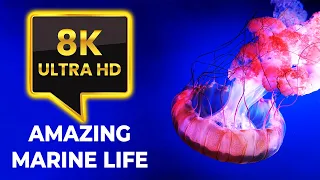 Life of the Ocean 8K ULTRA HD - 500 Marine Species with Relaxing Music and Ocean Sounds--Marine Life