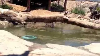 Brown Bear playing at Hogle Zoo