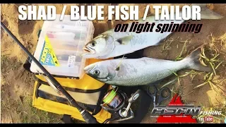 Fishing for Shad / Blue Fish /Tailor on Light Spinning | ASFN rock & Surf