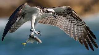 Nikon Z9 Autofocus Tests Bird in Flight - Insane Osprey Feeding Frenzy