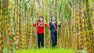 Harvest sugarcane garden - squeeze juice - cook steamed chicken with sugarcane - Bếp Trên Bản