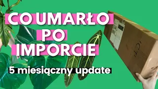 Przegląd Roślin 5 miesięcy po Imporcie | import z Ekwadoru | Ecuagenera #2