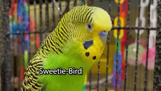 Sweetie Bird! - Boba the Budgie - Talking Parakeet #sweetbirds